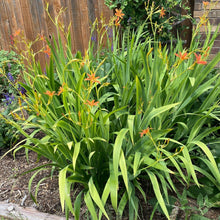 Load image into Gallery viewer, Belamcanda chinensis - Freckle Face