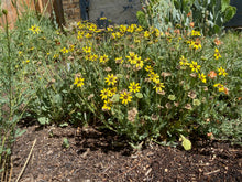 Load image into Gallery viewer, Berlandeira lyrata - Chocolate Flower