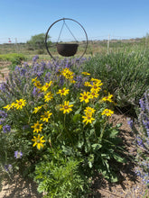Load image into Gallery viewer, Berlandeira lyrata - Chocolate Flower