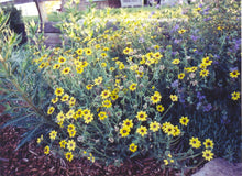 Load image into Gallery viewer, Berlandeira lyrata - Chocolate Flower