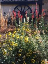 Load image into Gallery viewer, Berlandeira lyrata - Chocolate Flower