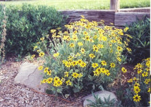 Load image into Gallery viewer, Berlandeira lyrata - Chocolate Flower