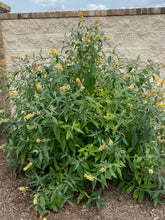 Load image into Gallery viewer, BUDDLEIA X weyerana 'Golden Glow' - BUTTERFLY BUSH