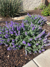 Load image into Gallery viewer, Nepeta - Purple Haze