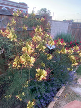 Load image into Gallery viewer, Caesalpinia gillesii - YELLOW BIRD OF PARADISE