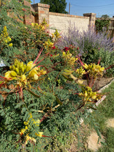 Load image into Gallery viewer, Caesalpinia gillesii - YELLOW BIRD OF PARADISE