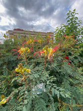 Load image into Gallery viewer, Caesalpinia gillesii - YELLOW BIRD OF PARADISE