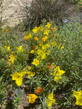 Load image into Gallery viewer, Calylophus hartwegii fendleri - FENDLER'S SUNDROPS