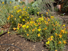 Load image into Gallery viewer, Calylophus hartwegii fendleri - FENDLER'S SUNDROPS