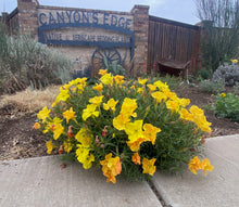 Load image into Gallery viewer, Calylophus hartwegii fendleri - FENDLER'S SUNDROPS