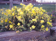 Load image into Gallery viewer, Calylophus hartwegii fendleri - FENDLER'S SUNDROPS