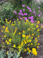 Load image into Gallery viewer, Calylophus hartwegii fendleri - FENDLER'S SUNDROPS