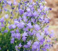 Load image into Gallery viewer, Campanula rotundifolia ‘Olympica’ - Bluebells