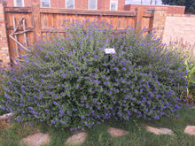 Load image into Gallery viewer, Caryopteris x clandonensis - Blue Mist Spirea 'Longwood Blue'