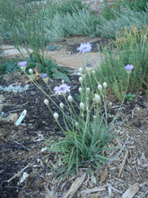 Load image into Gallery viewer, Catananche caerulea - Amor Blue Cupids Dark