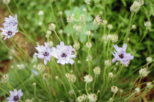 Load image into Gallery viewer, Catananche caerulea - Amor Blue Cupids Dark