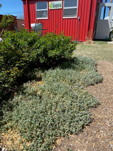 Load image into Gallery viewer, Cerastium tomentosum - Snow in Summer