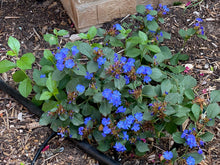 Load image into Gallery viewer, Ceratostigma plumbaginoides - BLUE PLUMBAGO