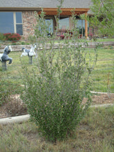 Load image into Gallery viewer, Cercocarpus montanus var. argentus - SILVER MOUNTAIN MAHOGANY