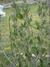 Load image into Gallery viewer, Cercocarpus montanus var. argentus - SILVER MOUNTAIN MAHOGANY