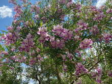 Load image into Gallery viewer, Chilopsis linearis - DESSERT WILLOW
