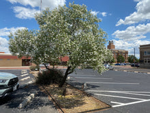 Load image into Gallery viewer, Chilopsis linearis - DESSERT WILLOW