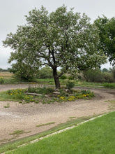 Load image into Gallery viewer, Chilopsis linearis - DESSERT WILLOW