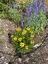 Load image into Gallery viewer, Coreopsis lanceolata - Baby Gold Lanceleaf