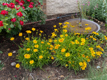 Load image into Gallery viewer, Coreopsis lanceolata - Baby Gold Lanceleaf
