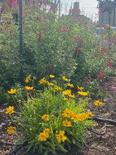 Load image into Gallery viewer, Coreopsis lanceolata - Baby Gold Lanceleaf