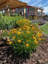 Load image into Gallery viewer, Coreopsis lanceolata - Baby Gold Lanceleaf