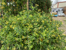 Load image into Gallery viewer, Lonicera sempervirens - John Clayton