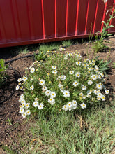 Load image into Gallery viewer, Melampodium leucanthum - Blackfoot Daisy