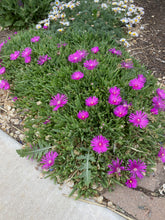 Load image into Gallery viewer, Delosperma cooperi - Hardy Purple Iceplant