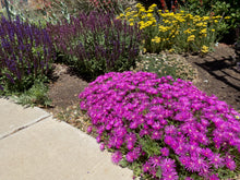 Load image into Gallery viewer, Delosperma cooperi - Hardy Purple Iceplant
