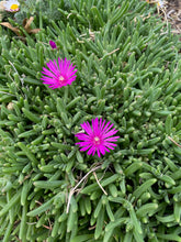 Load image into Gallery viewer, Delosperma cooperi - Hardy Purple Iceplant