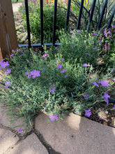 Load image into Gallery viewer, Dianthus amurensis - SIBERIAN BLUES