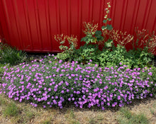 Load image into Gallery viewer, Dianthus amurensis - SIBERIAN BLUES