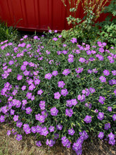 Load image into Gallery viewer, Dianthus amurensis - Siberian Blues