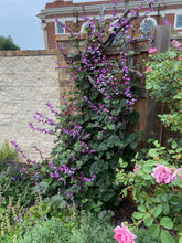 Load image into Gallery viewer, Dolichos lablab - RUBY MOON  Plant Select®