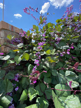 Load image into Gallery viewer, Dolichos lablab - RUBY MOON  Plant Select®