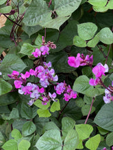 Load image into Gallery viewer, Dolichos lablab - RUBY MOON  Plant Select®