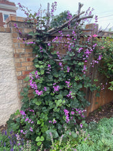 Load image into Gallery viewer, Dolichos lablab - RUBY MOON  Plant Select®