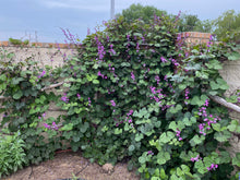 Load image into Gallery viewer, Dolichos lablab - RUBY MOON  Plant Select®