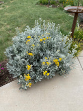 Load image into Gallery viewer, Dusty Miller- Cineraria P - Silverdust