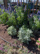 Load image into Gallery viewer, Dusty Miller- Cineraria P - Silverdust