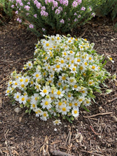 Load image into Gallery viewer, Melampodium leucanthum - Blackfoot Daisy