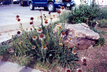 Load image into Gallery viewer, Echinacea angustifolia - Purple Coneflower