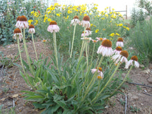 Load image into Gallery viewer, Echinacea angustifolia - Purple Coneflower