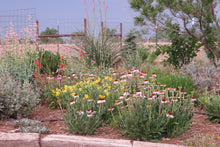Load image into Gallery viewer, Echinacea angustifolia - Purple Coneflower